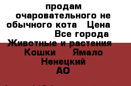 продам очаровательного не обычного кота › Цена ­ 7 000 000 - Все города Животные и растения » Кошки   . Ямало-Ненецкий АО